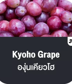 vmc 12000 puff kyoho grape